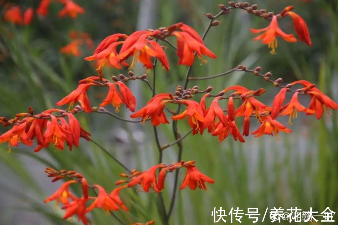 百子莲|过年烟花没看够，快养这9种花，开花更美