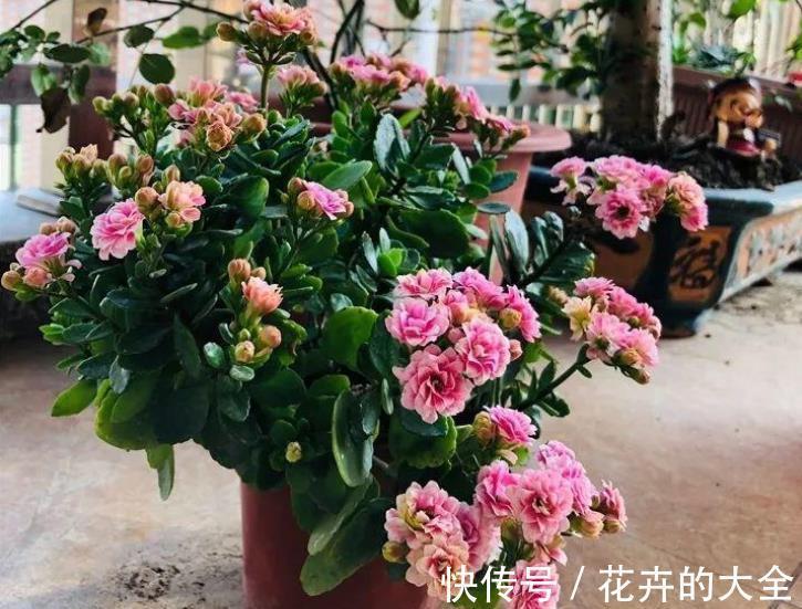 花卉|新手去花市买花,3种花再喜欢也要避开,养不好浪费钱白费力