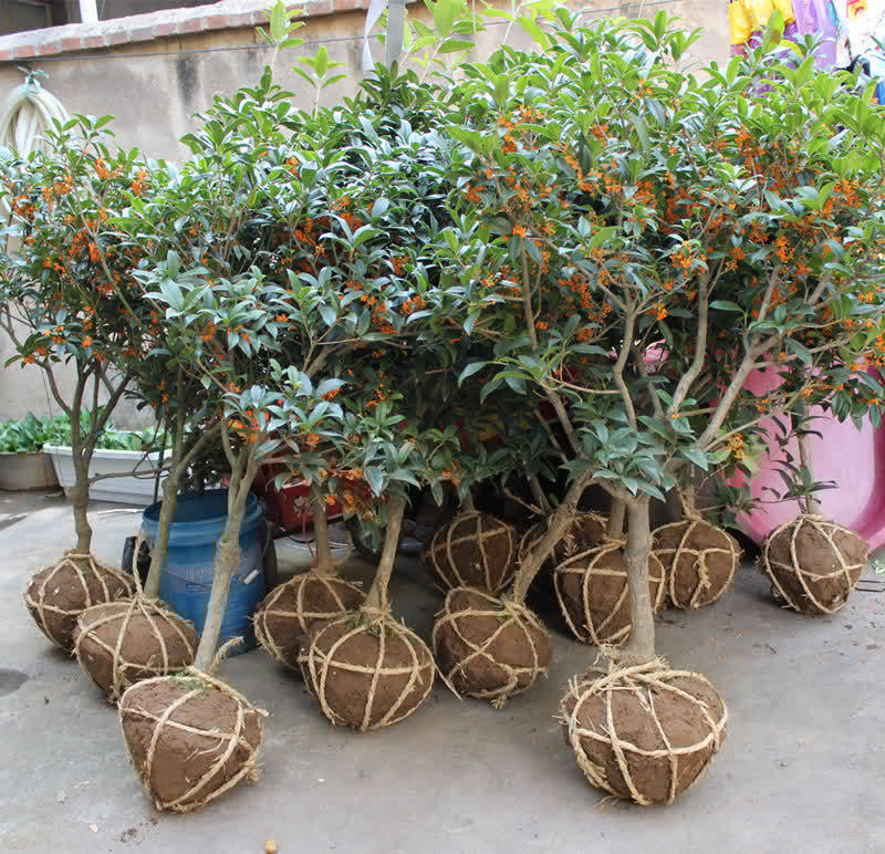 门前栽桂花,人前显富贵!新买的做好4点,缓苗快,花满枝