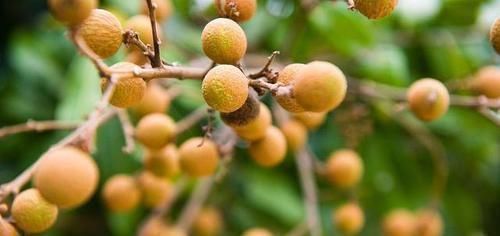 替代品|安眠药“替代品”被找到,并非酸枣仁,泡水喝点,酣然入睡到天亮