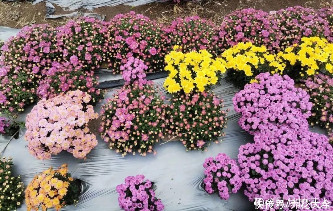 月季|8种花，现在快施肥，秋天开出满树花