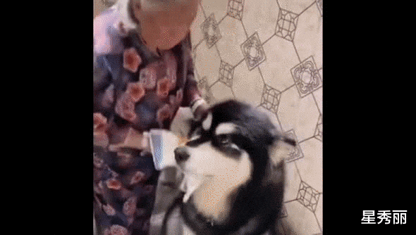 中餐厅|宁静给丁真擦脸也太萌了吧？饲养员给小动物擦脸，萌一脸！
