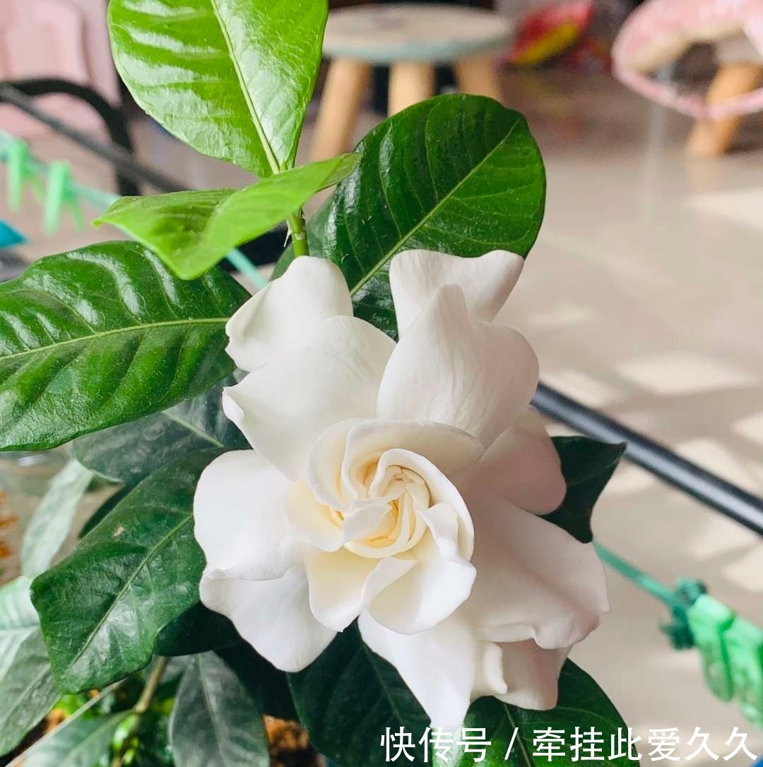 土壤|这三种花，生来就是“醋坛子”，每月喝一口，枝繁叶茂，花开不断