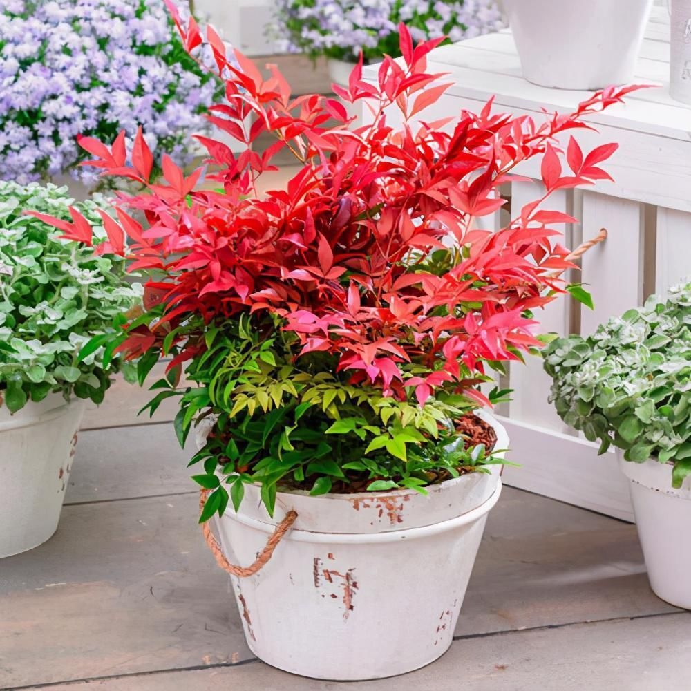 苏派盆景极具名气,这6种盆景做法精妙、极具自然之感,价值高