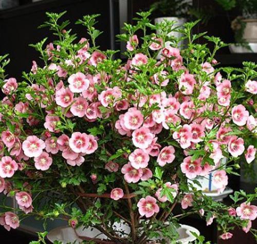 养护|家里养了4种花，夏天也别忘了施肥，不然花香淡开花少