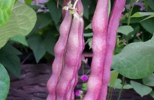 氨基酸|夏季来了女性做梦都想瘦10斤,多吃3种食物,排毒瘦身,减肥瘦身