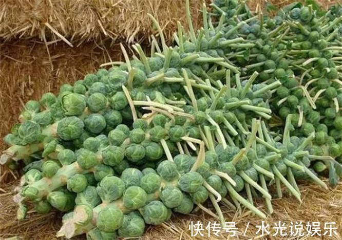 白带增多|女性不想早衰,不妨多吃以下蔬菜,子宫干净了,清理肠道,显年轻