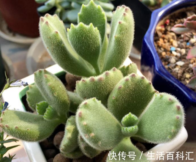 洋水仙|这4种花不易生病好养活,开花就爆盆,园艺新人小白入手不吃亏