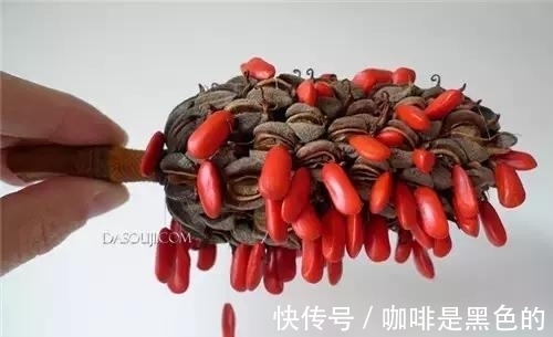 奇花|奇花、奇花、奇花、罕见奇花，赶快打开欣赏吧