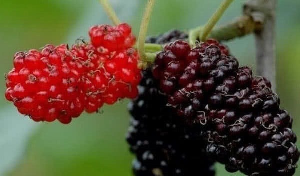 排毒养颜|对身体最好的3种食物，要坚持吃一些，排毒养颜、有益健康！