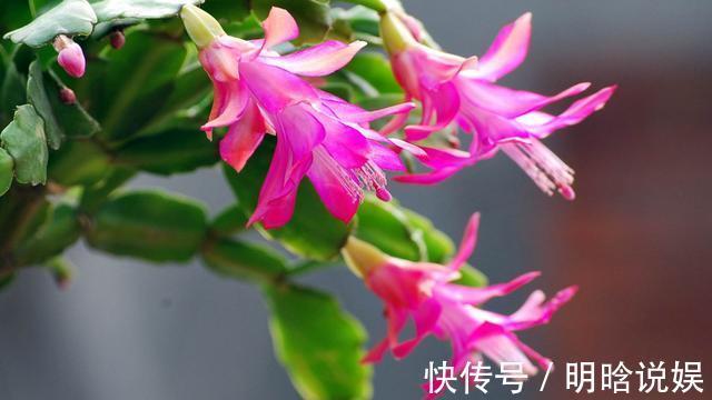 长寿花是时候施肥了，来点白色粉末兑水浇花，睡醒了就等开花
