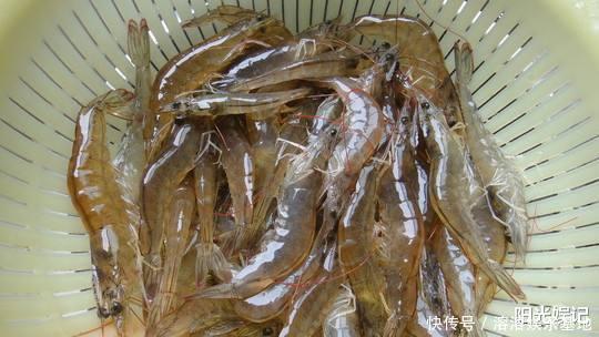 q弹|买虾，不管价格高低，见到这4种，不买为好！为了健康，别再乱买