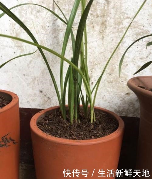 冬天养兰花，别做3件“傻事”，危害大，花难开！