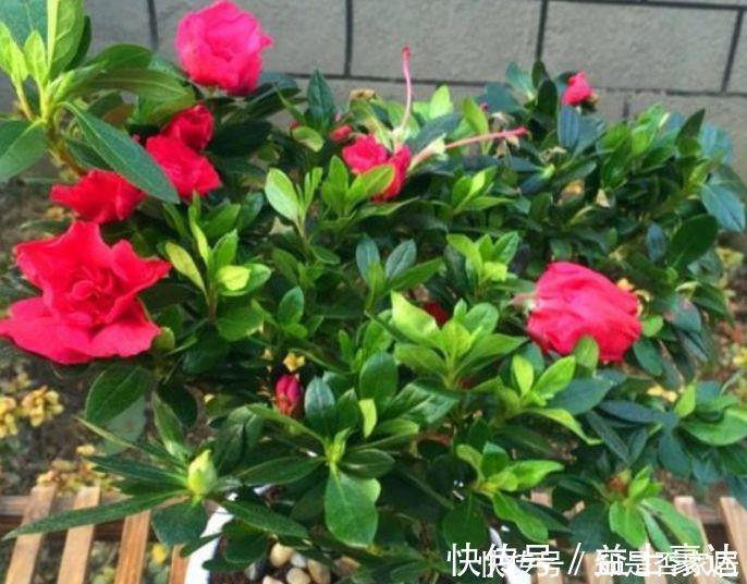 彩叶芋|4种花很耐养,沾土就能活,越懒养长得越好,给点阳光就爆盆!