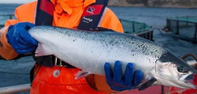 维生素c|天然的“降脂”食物,每天吃一点,清血管,越吃血脂越稳