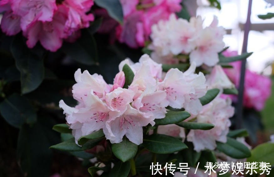 5种花夏天要休眠,养好精神补足体力,天凉开枝散叶,积极开花