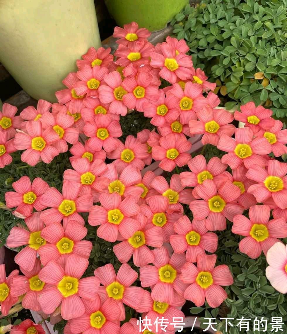 阳台养两种“酢浆草”,花量大,颜色很漂亮,每天满满都是花