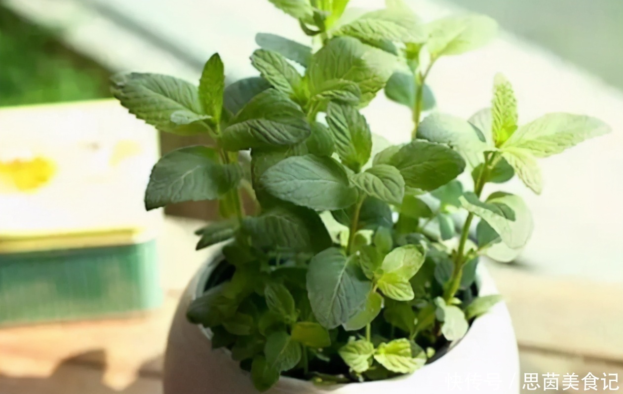 薄荷|这3款植物既能赏又能吃，盆栽养眼、养身！