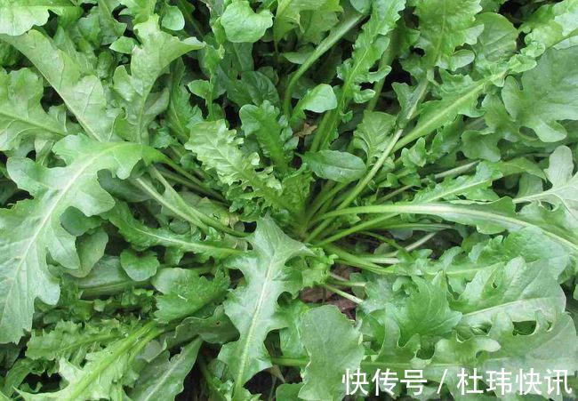 荠菜|荠菜虽然好吃,但是挖的时候小心划伤