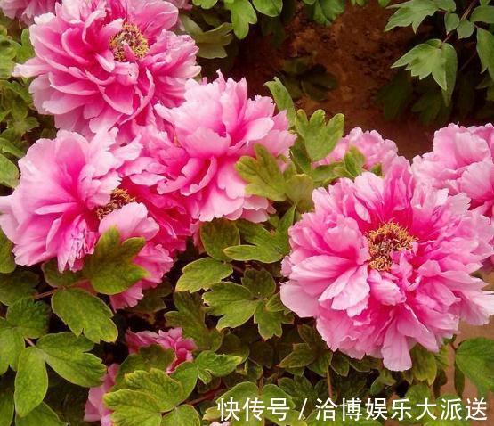 超哥|家里“3种花”不能见光,放暗处“摆好”,叶片油亮、花儿开得旺