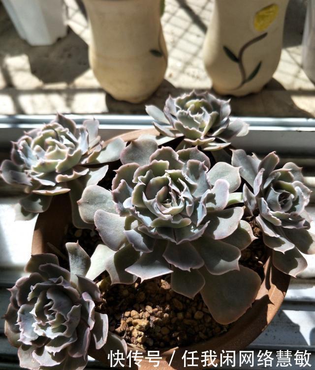 养了三年，多肉终于给点颜色瞧瞧了