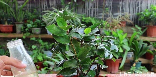 厨房一种调味料，养花3个用法，分分钟拯救黄叶，比硫酸亚铁都强！