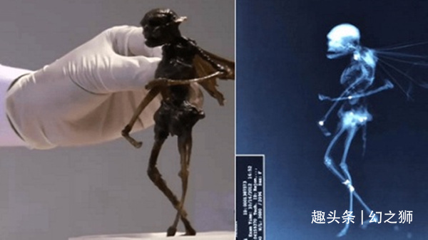 夏娃|传说中的“精灵”真的存在或许是世间罕有的一种生物