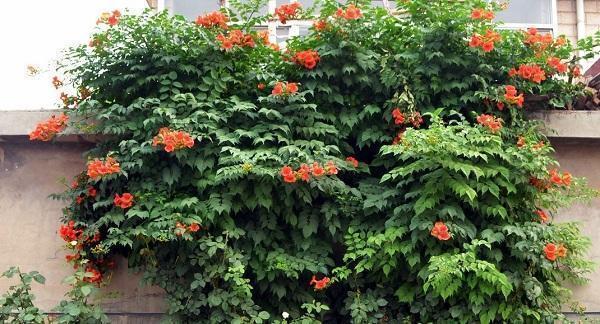 3种花现在“扦插”,轻轻松松就发根,30天就是1盆漂亮的盆栽