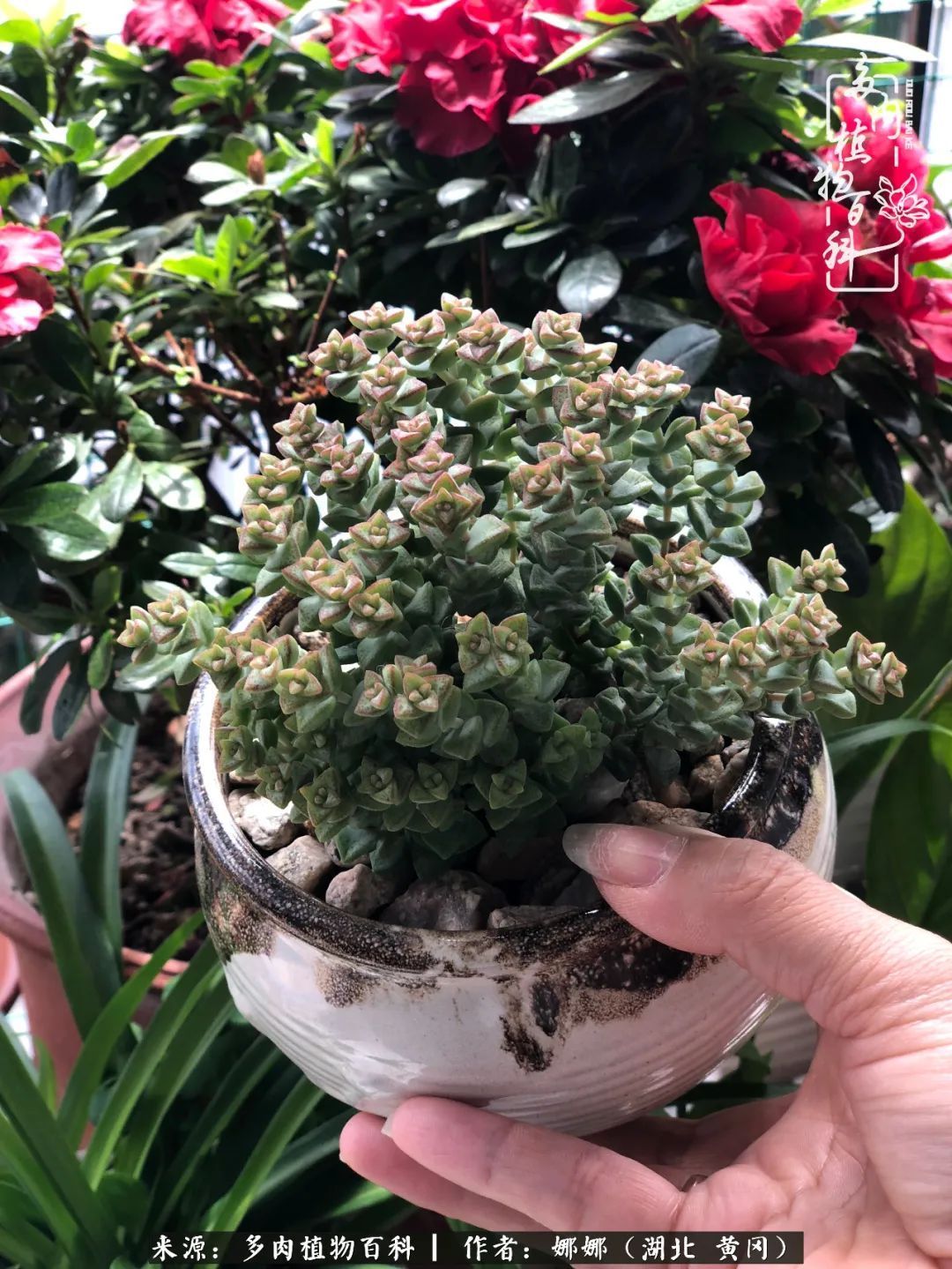 遇上多肉，遇上美好，情不知所起，一往而深！