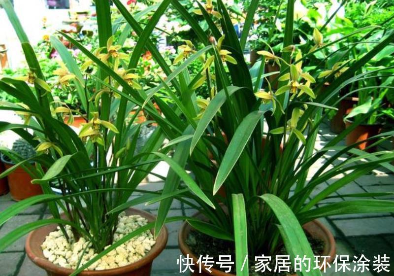 强光|养兰花一定要晒太阳？其实并不绝对，来看看老花匠怎么说