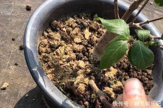 好处|旧筷子、吸管不要扔，插到花盆土里，对植物根好处多多