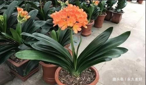 过年这种壳别扔,都是养花宝贝,养啥花都爆盆,比花肥还厉害