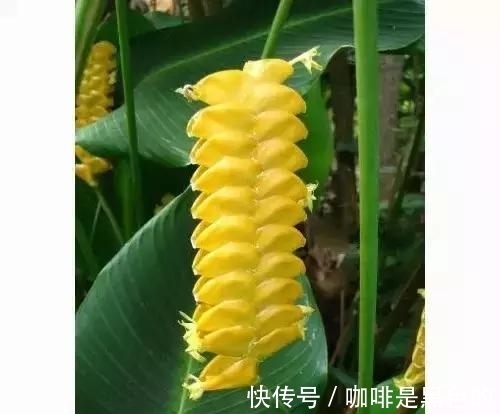 奇花|奇花、奇花、奇花、罕见奇花,赶快打开欣赏吧