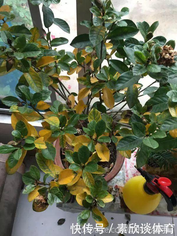 栀子花最怕它,碰上就没救,再上心都养不活!