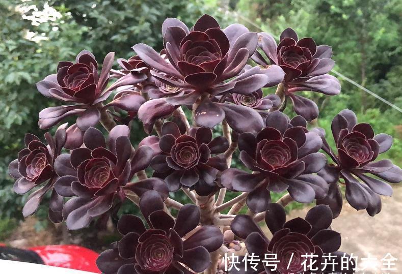 叶心处|想把自己的法师多肉养成碗的形状?那必须得满足4个要求才行