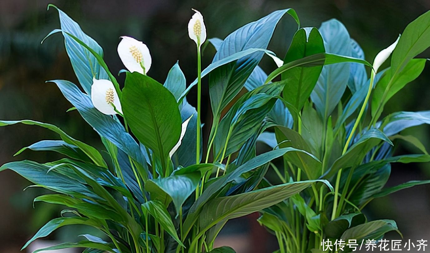 植物|家里光照弱，可以养什么开花植物？养这3种，光照强了反而养不好