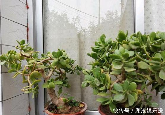 夏季养花，首选这些不怕晒，不怕旱的花卉，养着省心、看着养眼