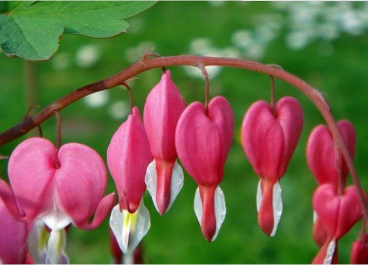 这几款植物养在家里,花期长花量大,一盆千百朵,枝头花苞满