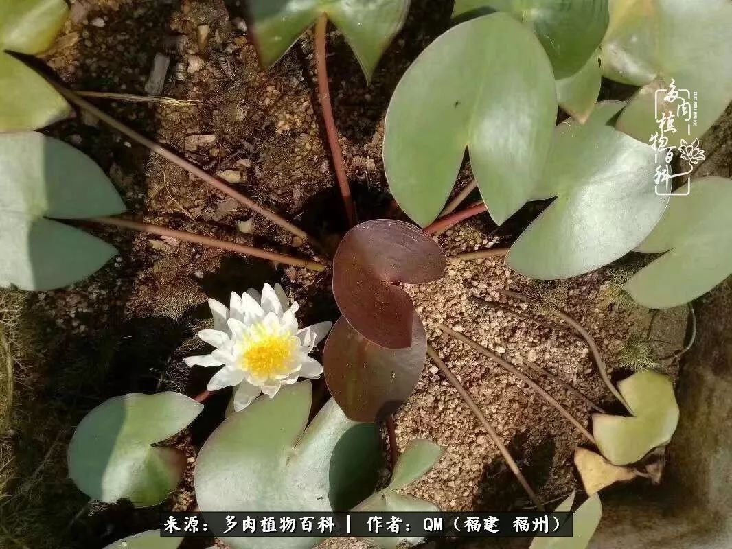 寒山转苍翠,秋水日潺湲——多肉未央,睹物思人!