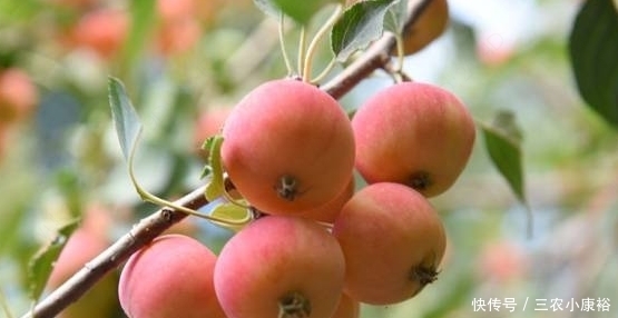 农村一种野果长得像苹果,口感细腻味道甜,市场上一斤10元