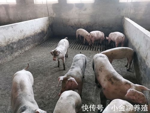 猪群|猪流感发烧一般几天能好?猪冬天感冒发烧用什么药?这样治效果好