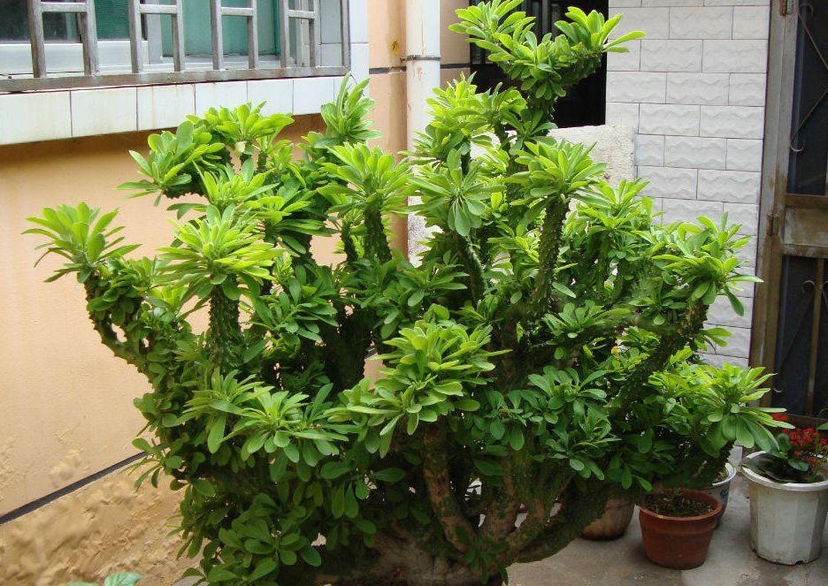 盆栽|麒麟掌,一般人嫌丑,内行人却争相盆栽搁室内,镇宅又气派