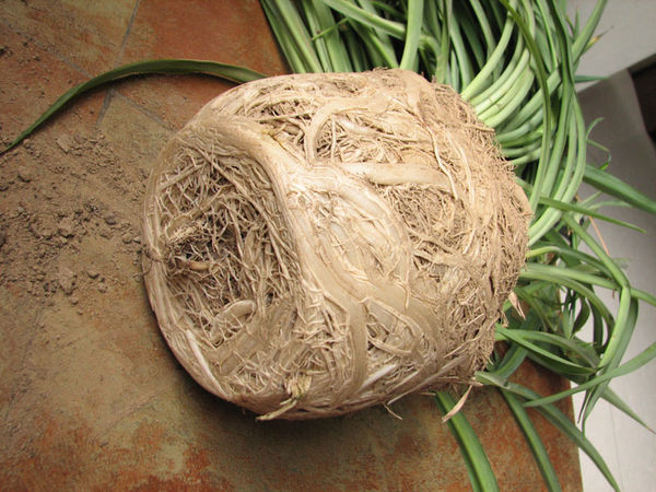 养吊兰,只需3招,嗖嗖冒出“新枝条”,20天后还“开花”