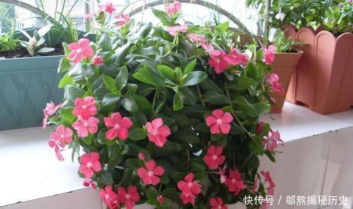 最厉害的养花营养液给花喝勺糖水,叶子绿的流油,比花肥厉害