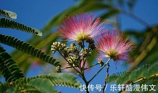 春桃|桃花缤纷，桃花遍地，敞开真心，春桃浪漫，桃花多姿