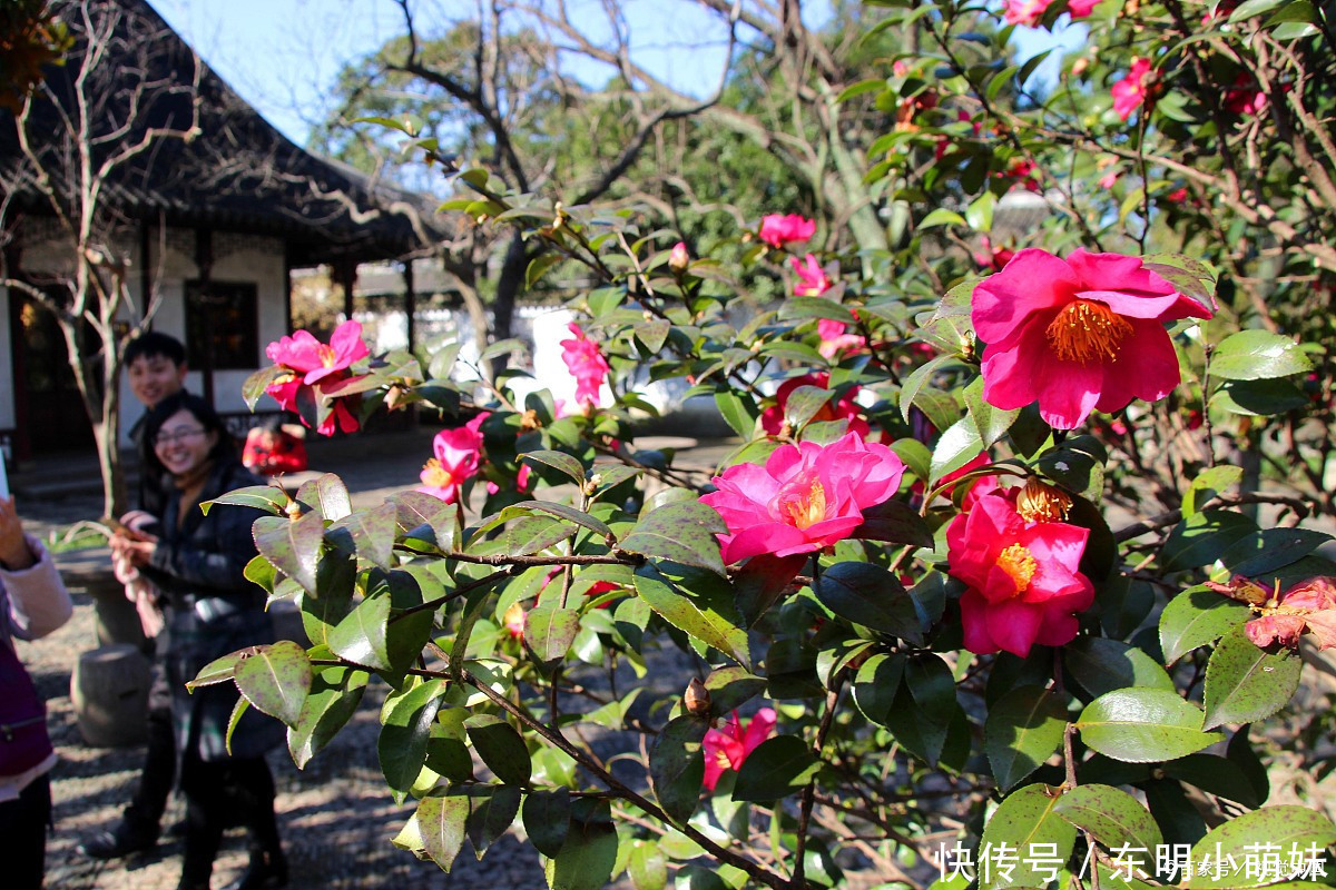 想养好杜鹃、茶花、栀子花，请用两种东西来调节，咋养咋好