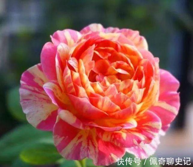 花期超长的3种花卉,四季常开花,一条枝百朵花,满屋花香四溢