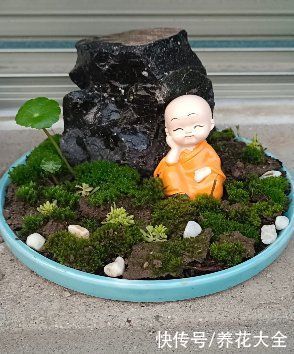 土壤|植物界的“祖师爷”，个头小作用大，挖回家种土里就活