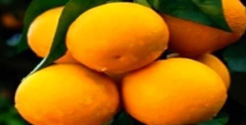 橙子|女人不想大肚子，水桶腰，3种食物帮助您，刮油清脂，减肥又瘦身