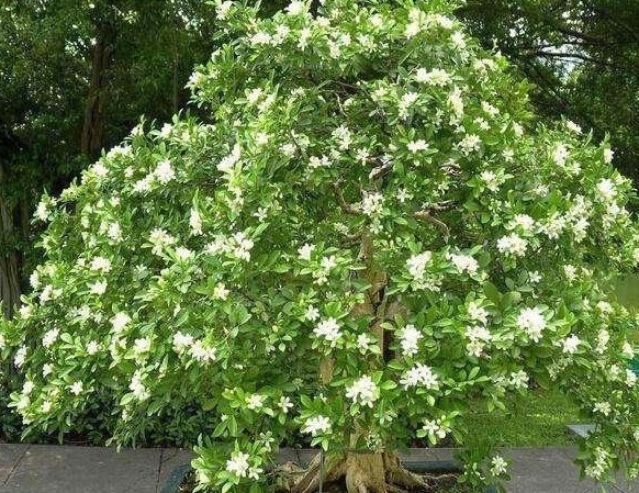 绿色植物|夏季最适合养的花，此花我国最香，花开180天，净化空气比绿萝强